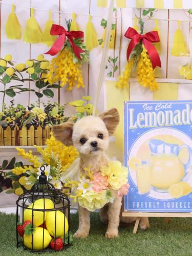 20240409だいくん